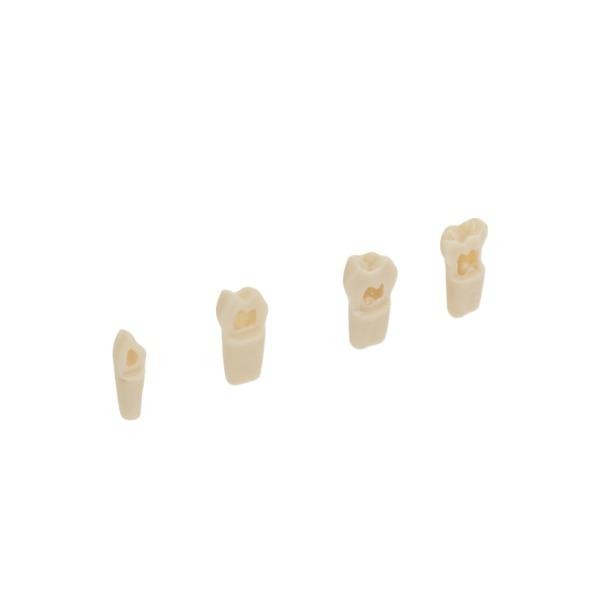 Dents modèles pour les modèles de prothèses dentaires pour enfants - AK-6/2 ZPUL Nº 85  Img: 202209101