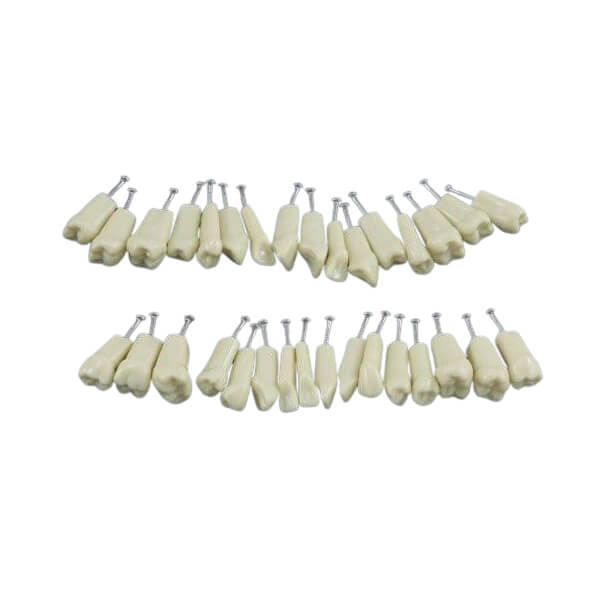Dents pour typodont de type Frasaco - Adulte (32 unités) Img: 202509131