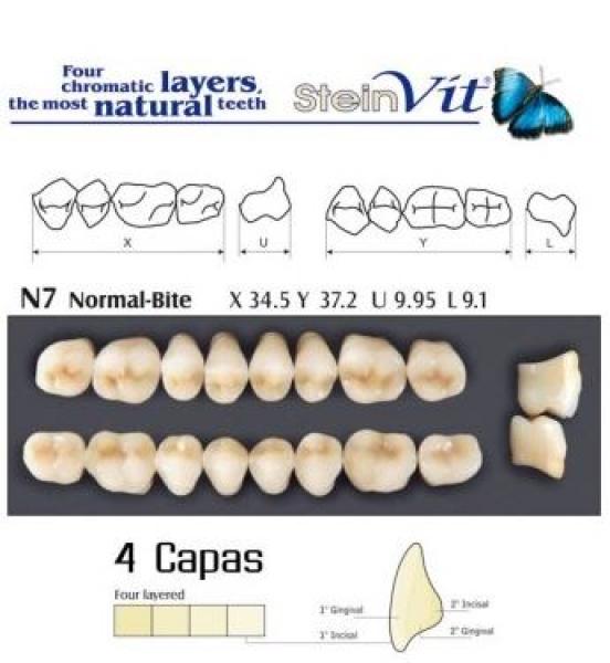 Dents STEINVIT A1 N7  Img: 201807031
