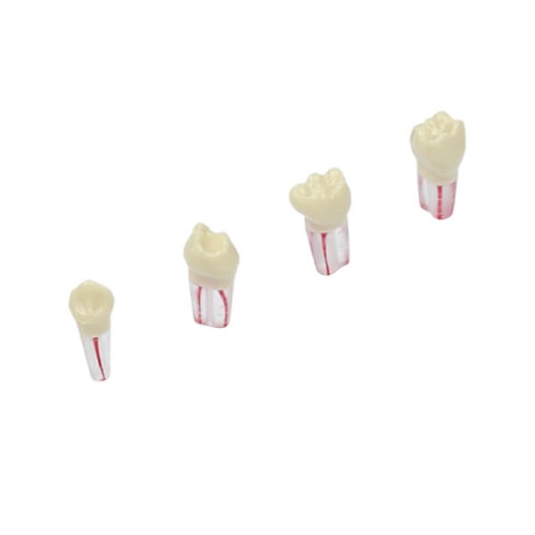 AK62Z : Modèle de dents temporaires pour préparations (10 pcs) - AK6/2ZPUF - N° : 85 - 10 pcs Img: 202503151