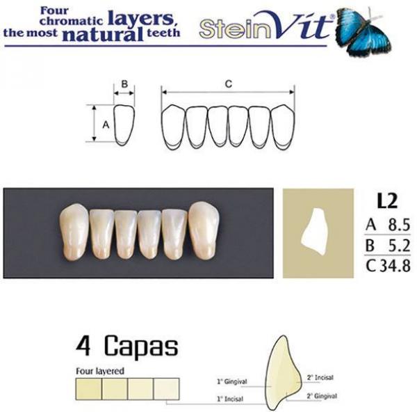 Dents STEINVIT A2 L2  Img: 201807031