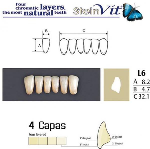 Dents STEINVIT A2 L6  Img: 201807031