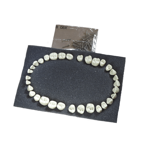Dents de remplacement Typodont AG-3  Img: 202008291