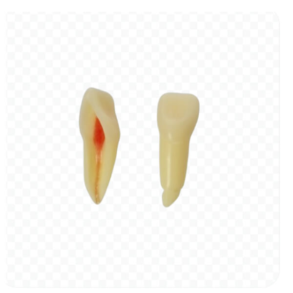 ANA4Z3 : Modèle de dents pour préparations permanentes adaptées aux Rx (10 pcs) - Nº 21 -10 pcs -ANA4Z3RN21 Img: 202503151