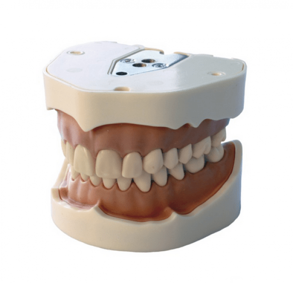 MODÈLE DENTAIRE TYPE FRASACO ANA4 Img: 202202261