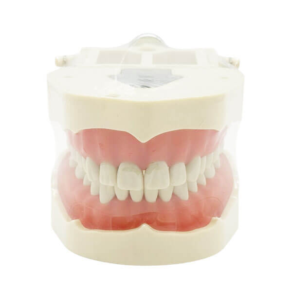 Typodont dentaire de type Frasaco - Enfant Img: 202510181