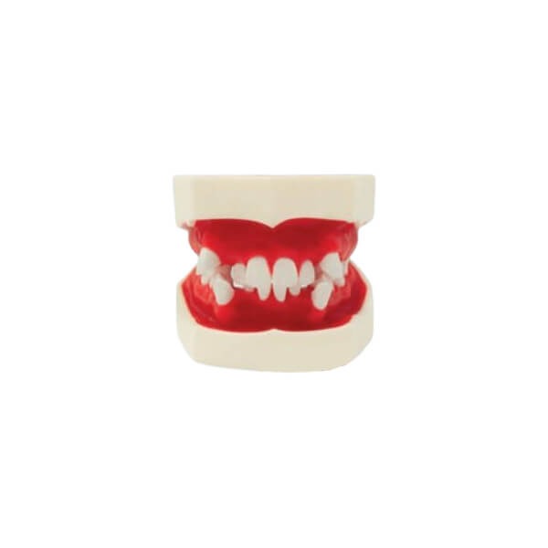Typodont pour les pratiques orthodontiques Img: 202411301