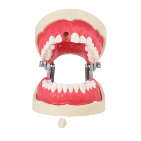 Endodontie Tipodont Img: 202209171