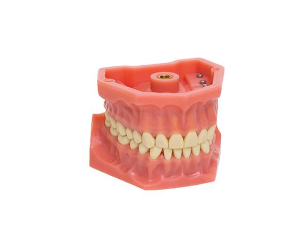 Typodont Adulte A3 : Modèle de Maxillaire et Mandibule (32 dents) - FRASACO