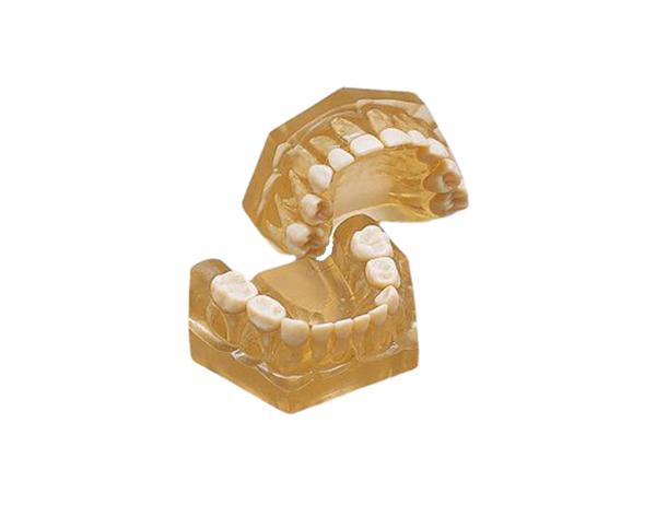 AM-5 : Modèle de Denture de Dents de Lait (20 dents) Img: 202008291