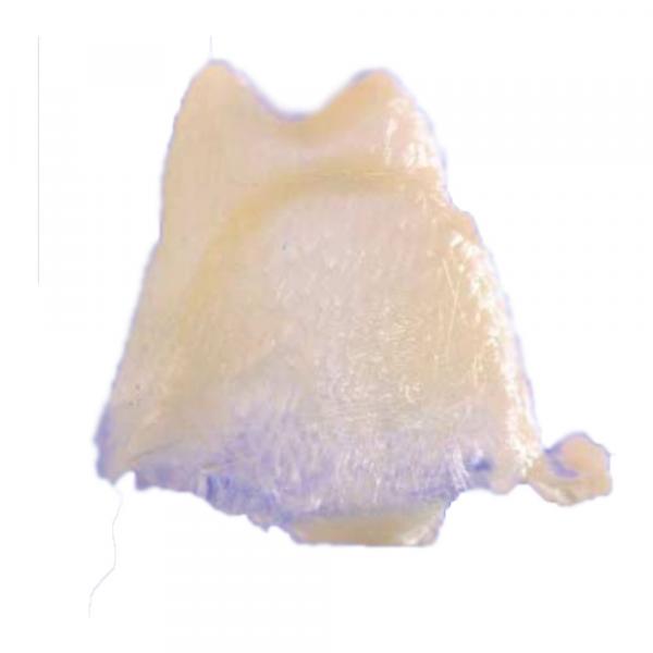 VECTRIS membrane VS1 10 ud Img: 201807031