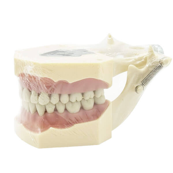 Typodont Dentaire Modèle Frasaco M8013 28 Dents Gencive Souple - Neuf Pour Pratique