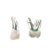 Pack de dents d'entraînement endodontique (2 pcs) Img: 202411301