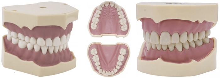 Découvrez les modèles d'étude et Typondonts dentaires de la marque Bader -  Distributeur de máteriel dentaire - Dentaltix