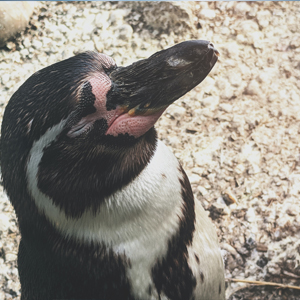 estinzione delle specie a causa del cambiamento climatico