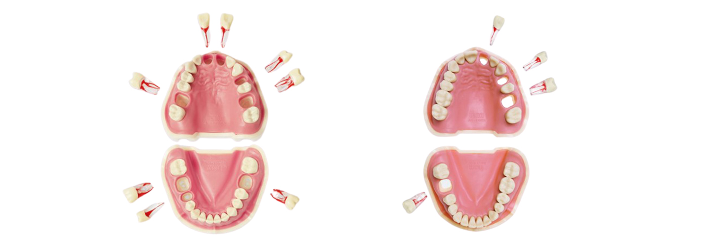 Modelli per l'endodonzia di Frasaco