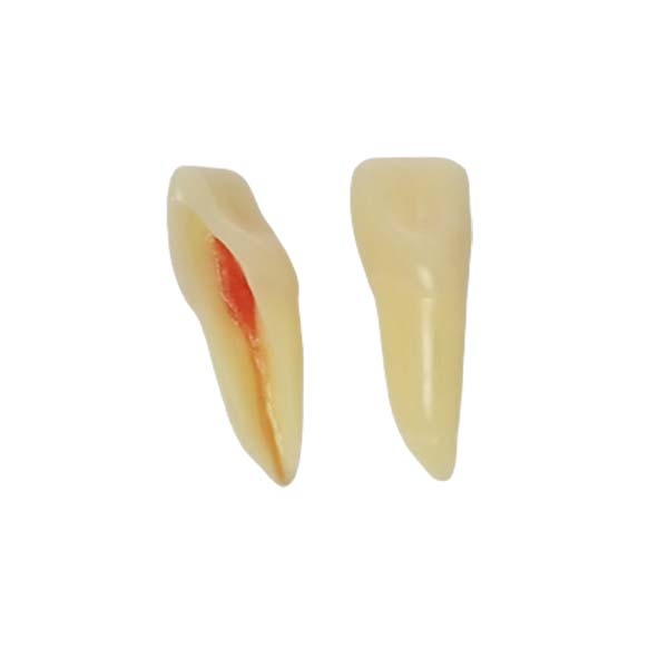 ANA-4 Z3RN: Modello di dente con radice anatomica mascellare e mandibolare   - ANA-4 Z3RN-11 - Mascellare Img: 202303041