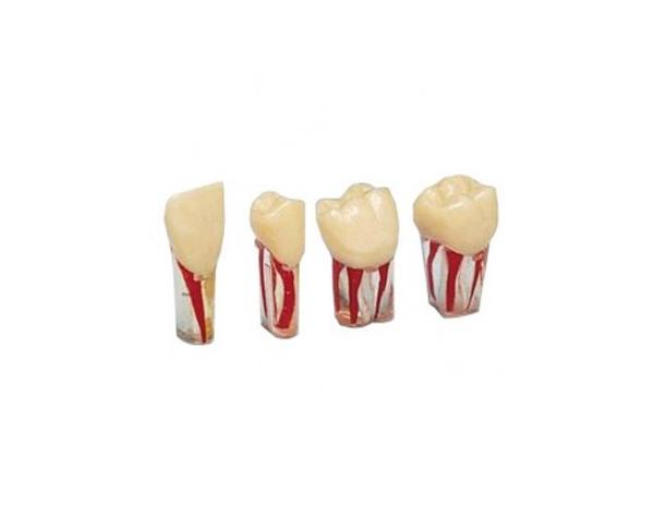 Denti endodontici trasparenti del Tipodont ANA-4 (V) Img: 202102201