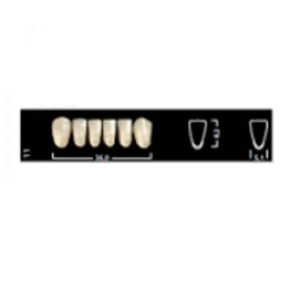 Denti Ivostar anteriori inferiori 11A1 Img: 202204301