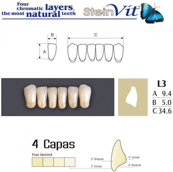 LO STEINVIT DENTI L3 D3 Img: 201807031