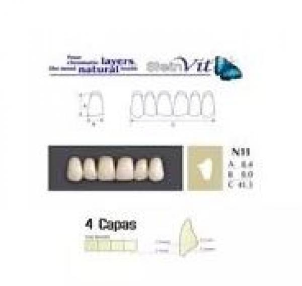 DENTI SU STEINVIT N13 D3 Img: 201811031