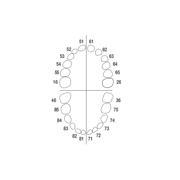 AK-6/2: Set dentale infantile Mascella e Mandibola  - AK-6/2 Img: 202307151