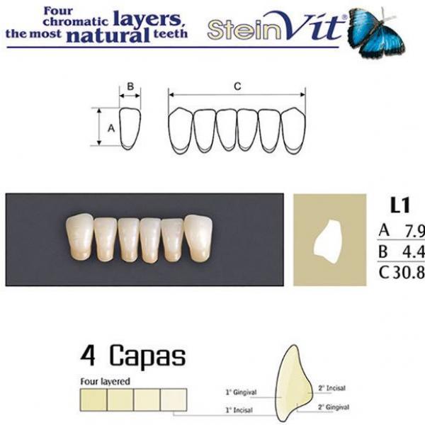 DENTI STEINVIT L1 L'A3.5 Img: 201807031