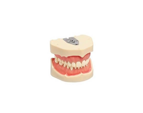 ANKA-4: Tipodonto Adulto - ANKA-4 Denti svitati Img: 202107311