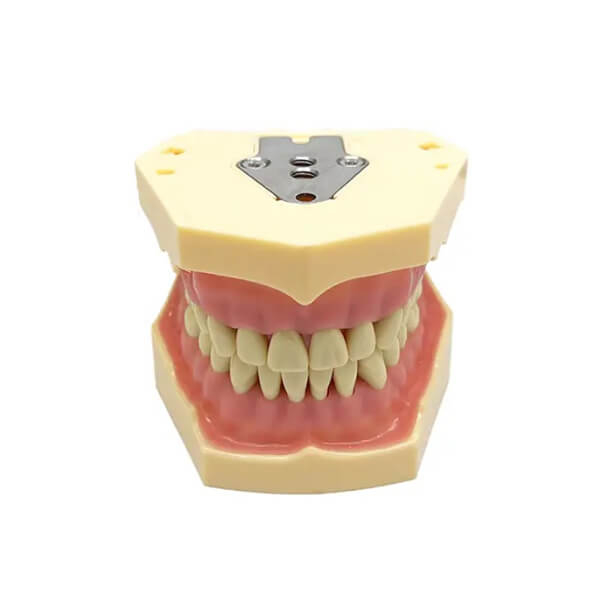 Tipodonto Dentale Tipo Frassaco - ADULTO Img: 202509201