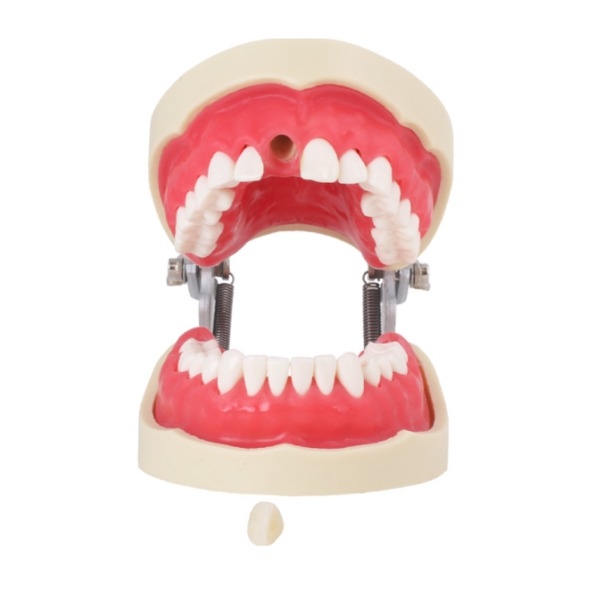 Tipodonto di Ortodonzia Endo Img: 202210151