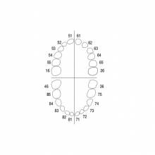 AK-6/2: Set dentale infantile Mascella e Mandibola  - AK-6/2 Img: 202307151