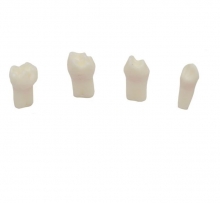 Pulpotomia pratica dei denti (4ud) Img: 202008291