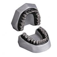 Strumento Ortodontico Del Dentista E Del Modello - Modello Dei Denti Di Dimostrazione Delle Variet Sostegno O Gancio Metallo Ganci Ceramici Sui 145075392
