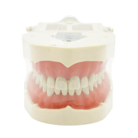 Tipodonto Dentale Tipo Frassaco - BAMBINI Img: 202510181 Tipodonto Dentale Tipo Frassaco - BAMBINI Img: 202510181