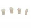 Pulpotomia pratica dei denti (4ud) Img: 202008291