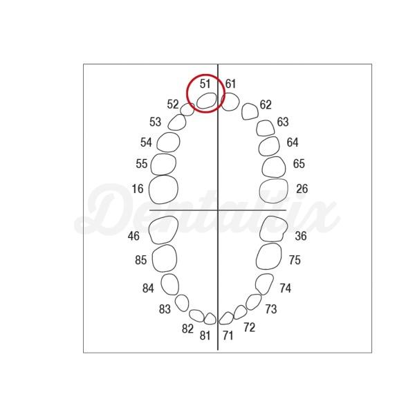 Modelo de dentes decíduos e molares AK-6 - AK-6 ZE nº 51  Img: 202209101