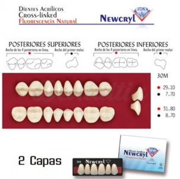 dientes newcryl 30m up b3