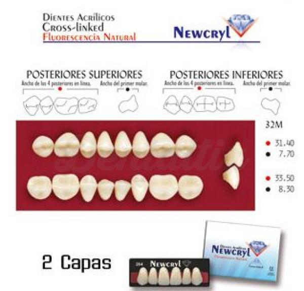 dientes newcryl 32m up b3