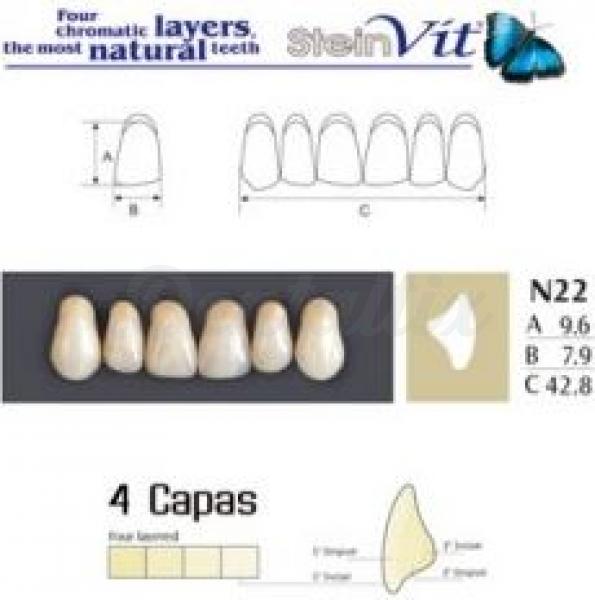 dientes steinvit n22 up 
