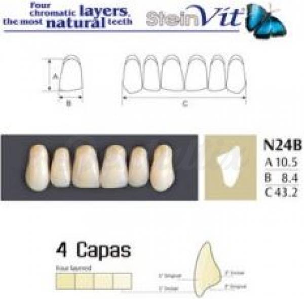 dientes steinvit n24b up