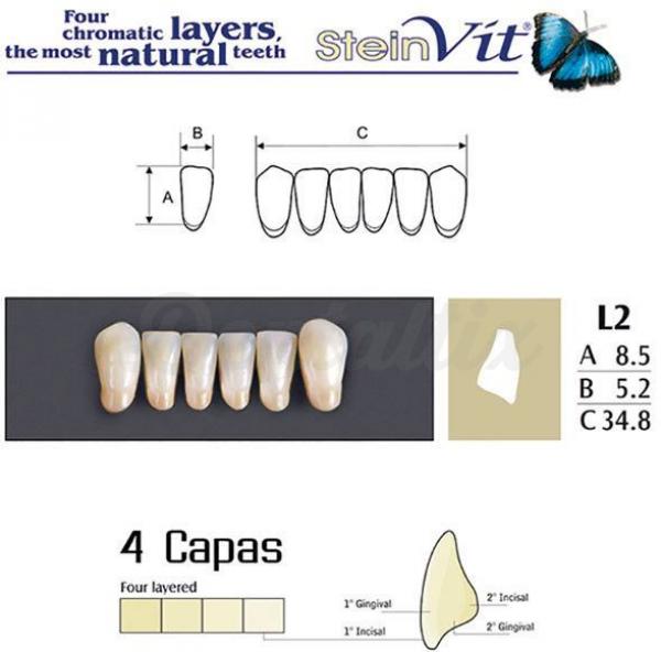 dientes steinvit L2 LO