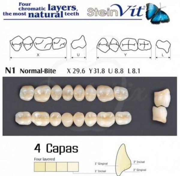 dientes steinvit N1 LO