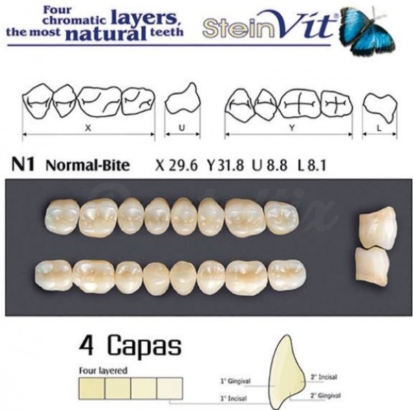 dientes steinvit N1 UP