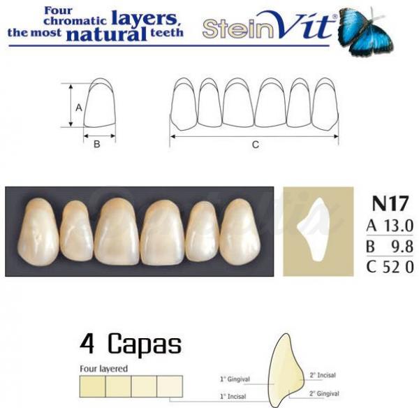dientes steinvit n17 up 