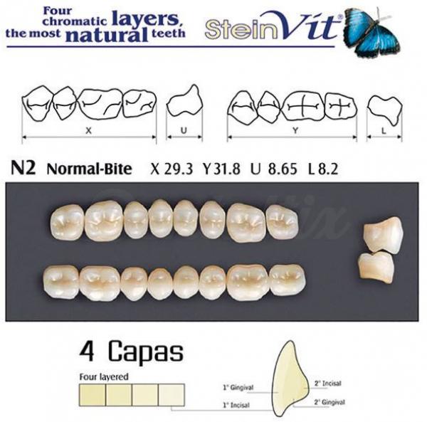 dientes steinvit n2 up