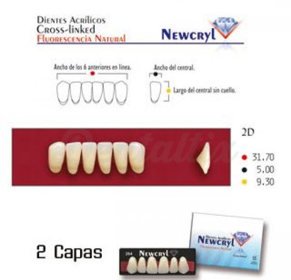 dientes newcryl up b4