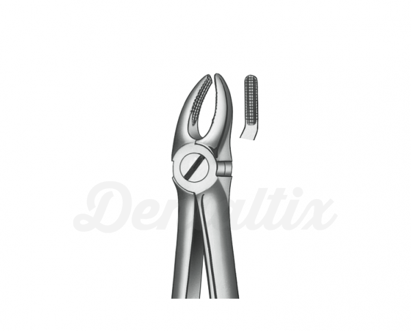 M2007 FORCEPS PREMOLARES SUP. Img: 201807031