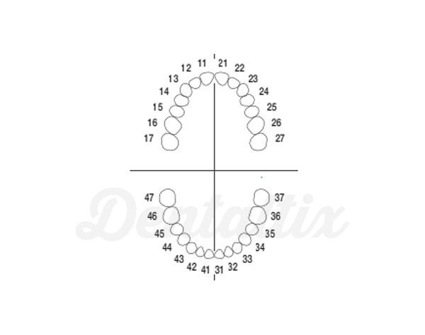 ANA-4: Dentes de substituição para Tipodonto ANA-4 V - Pacote de 10 dentes Nro 36