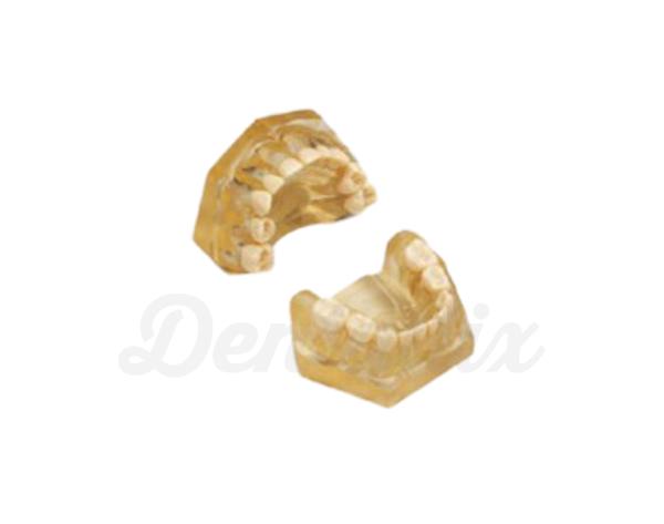 AM-5 E: Tipodonto de extracção realista para odontologia pediátrica Img: 202104171