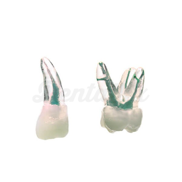 Pacote Dentes para Formação em Endodontia Img: 202411301